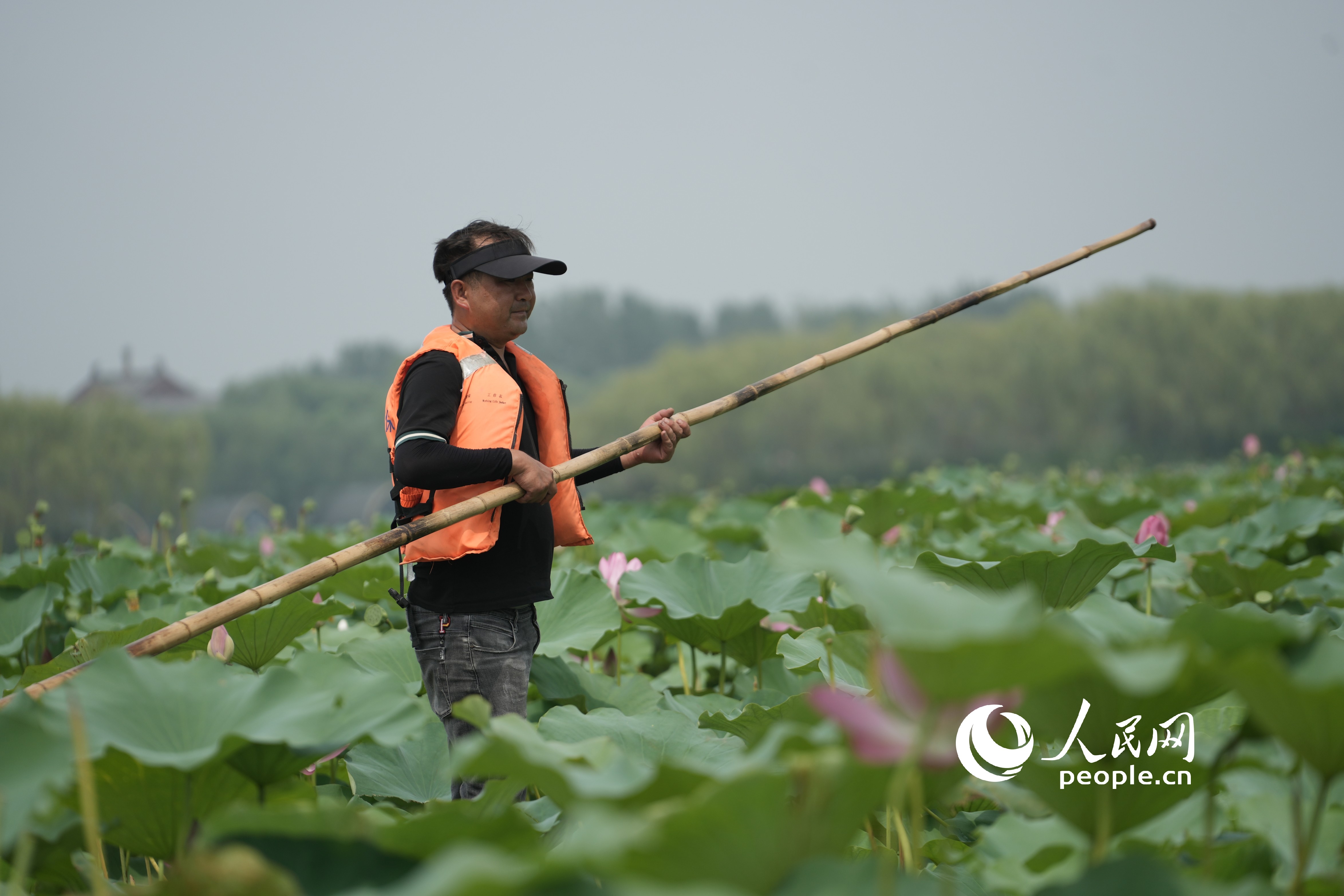 當(dāng)?shù)貪O民在采摘蓮蓬。人民網(wǎng)記者 王天樂(lè)攝