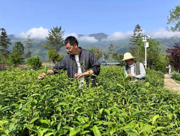 李田在茶園進(jìn)行采摘工作。受訪者供圖