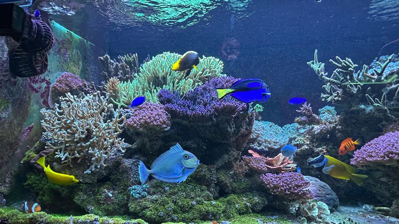海洋三所珊瑚館。人民網(wǎng)記者 王紹紹攝