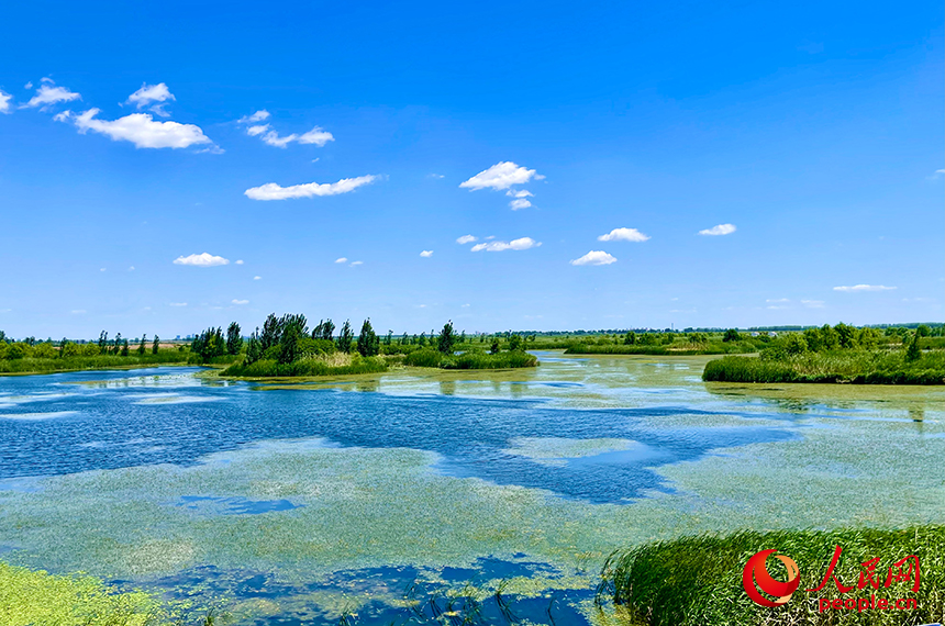 初夏的府河河口濕地一片生機(jī)盎然。人民網(wǎng)記者 任妍攝