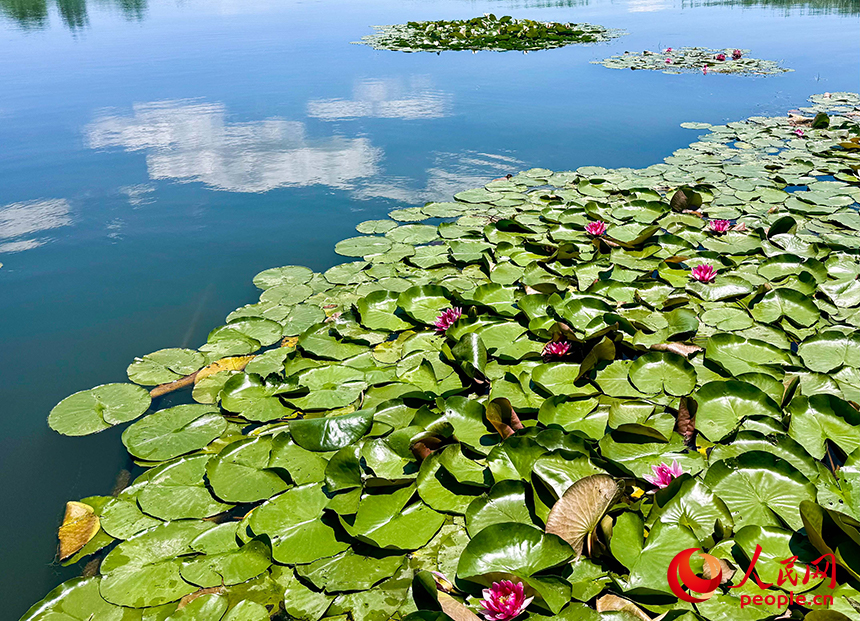 府河河口濕地內(nèi)，龍須草、蒲草、蘆葦、睡蓮等鄉(xiāng)土物種自然演替。人民網(wǎng)記者 宋燁文攝