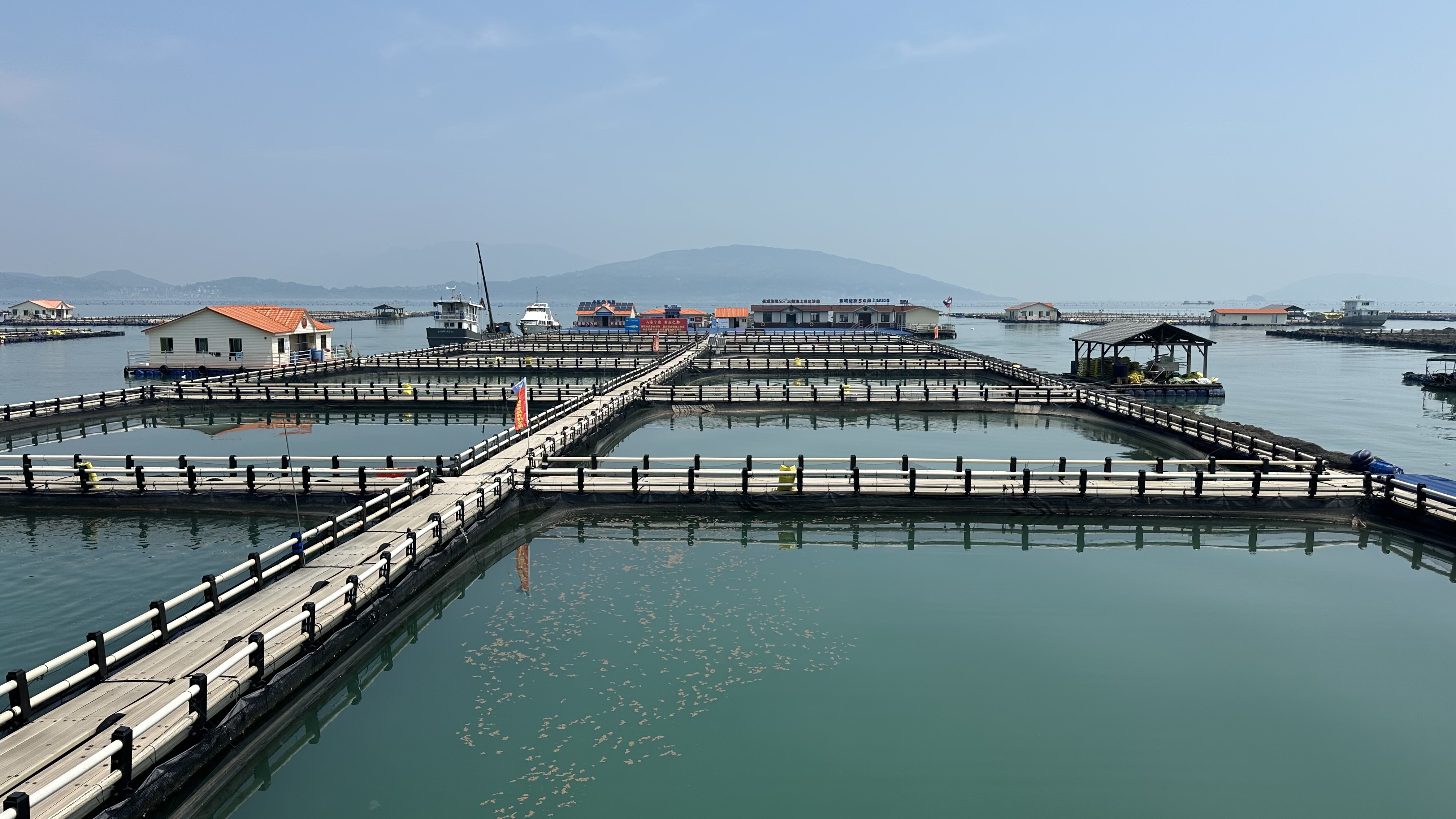 寧德大黃魚養(yǎng)殖基地。人民網(wǎng)記者 王紹紹攝